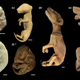 Thylacine embryos and pups.